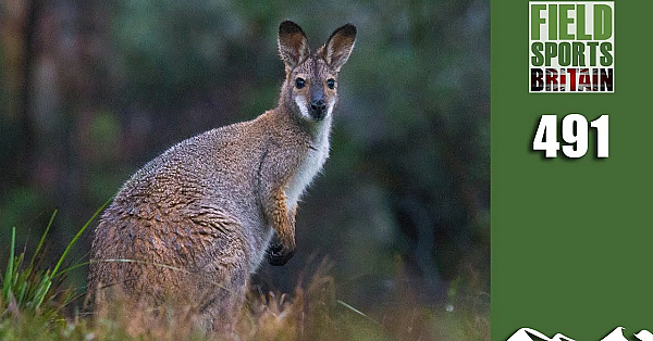 Fieldsports Britain - Wallaby Control