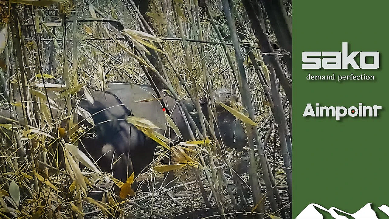 Injured Buffalo Charges Hunter