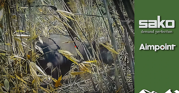 Injured Buffalo Charges Hunter