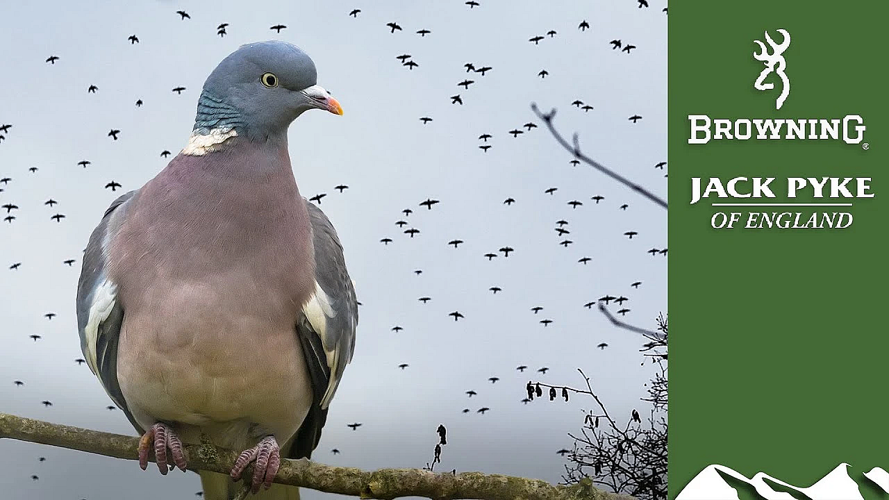 How Not To Roost-shoot Pigeons