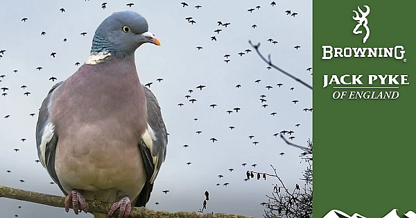 How Not To Roost-shoot Pigeons