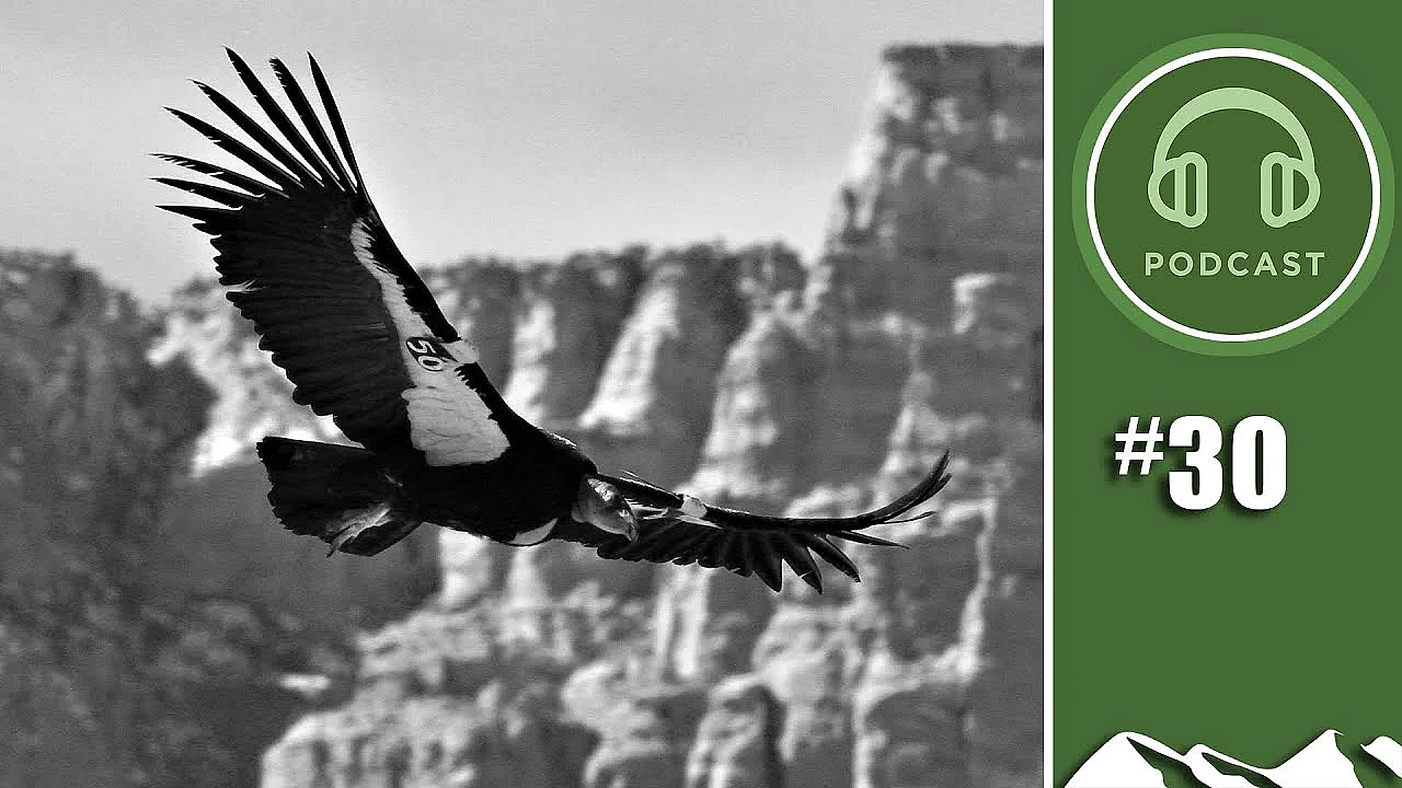 How Bullets Are Bad For Birds And Beasts - Fieldsportschannel Podcast Episode 30