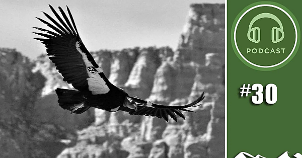 How Bullets Are Bad For Birds And Beasts - Fieldsportschannel Podcast Episode 30