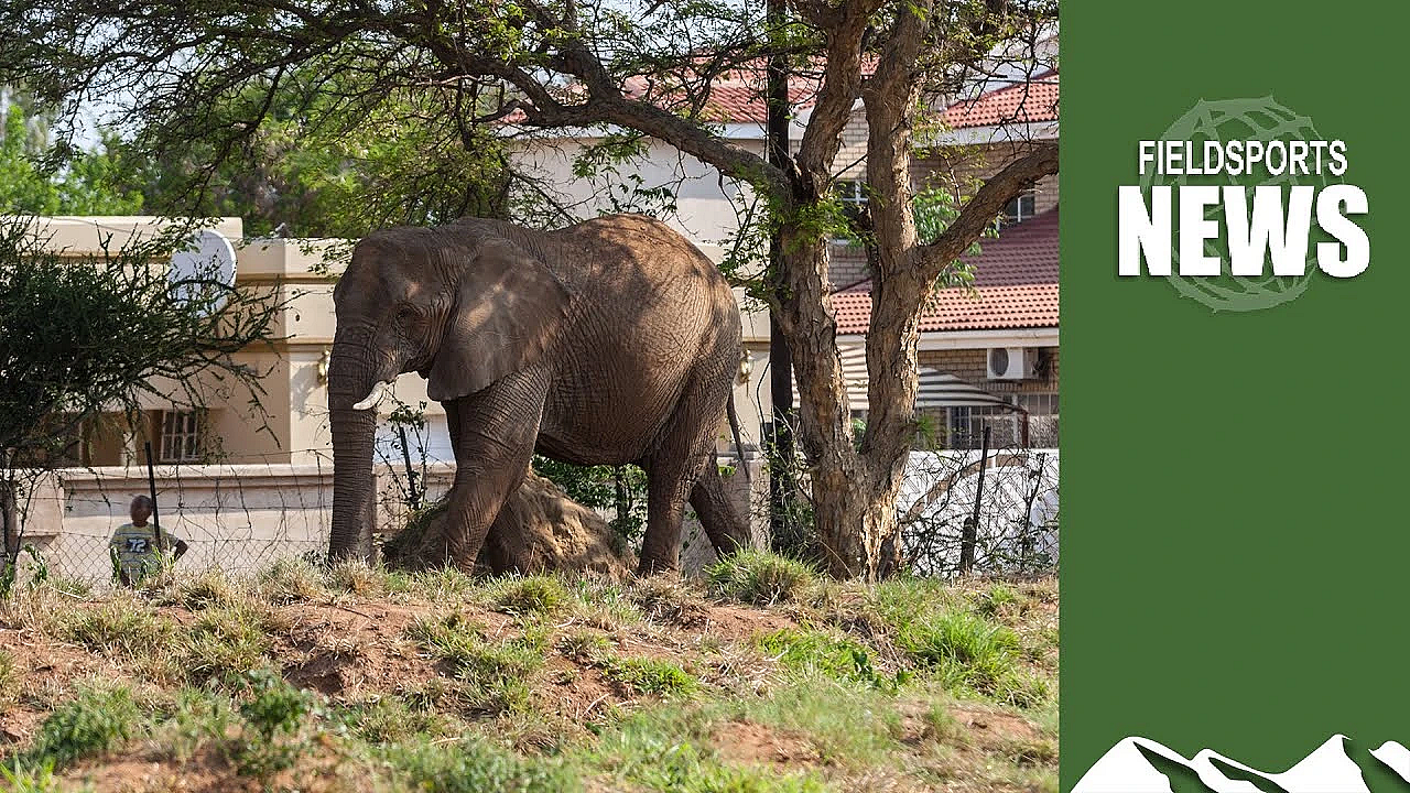 How Ifaw's 'room To Roam' Project Will Lead To Elephant Attacks On People