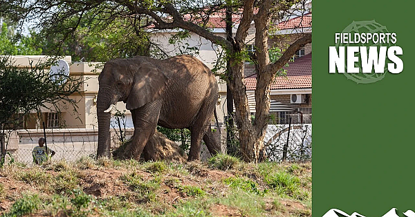 How Ifaw's 'room To Roam' Project Will Lead To Elephant Attacks On People