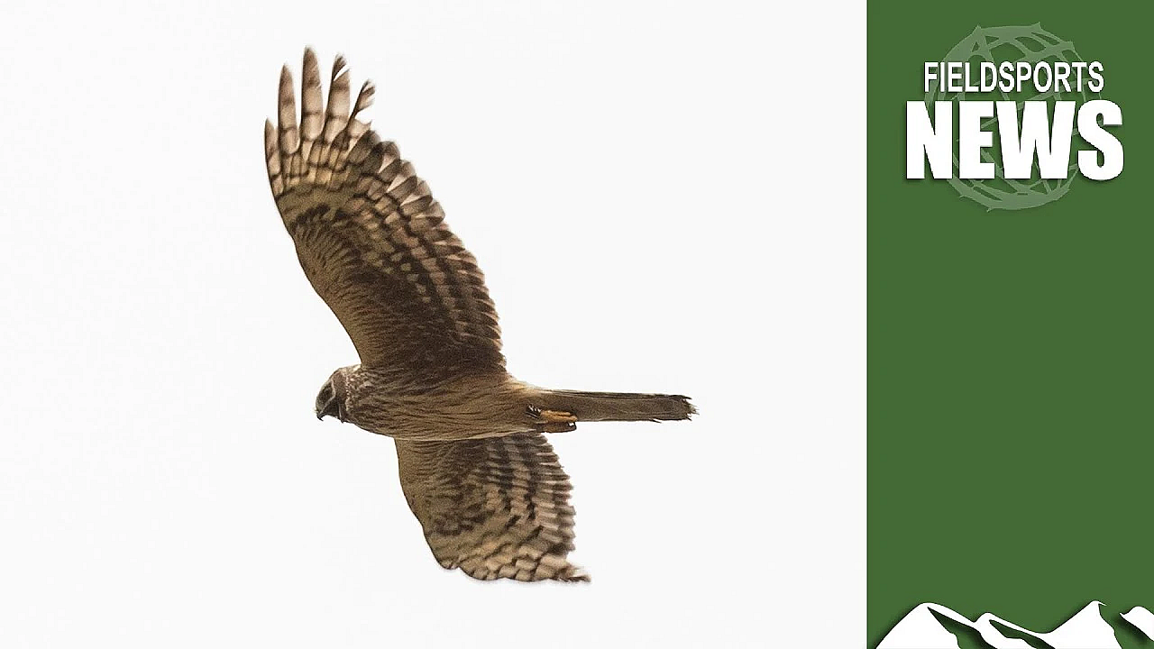 How Hen Harriers Benefit From Grouse Moors