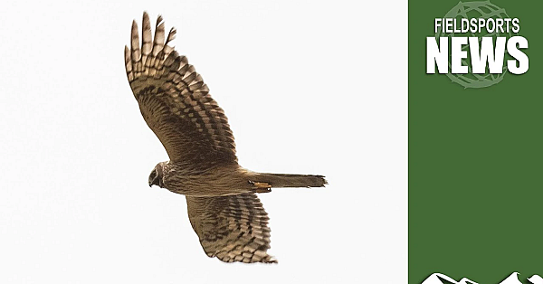 How Hen Harriers Benefit From Grouse Moors