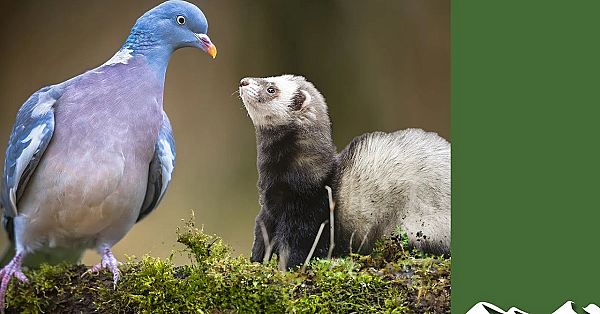 South Somerset Ferreters Go Pigeonshooting