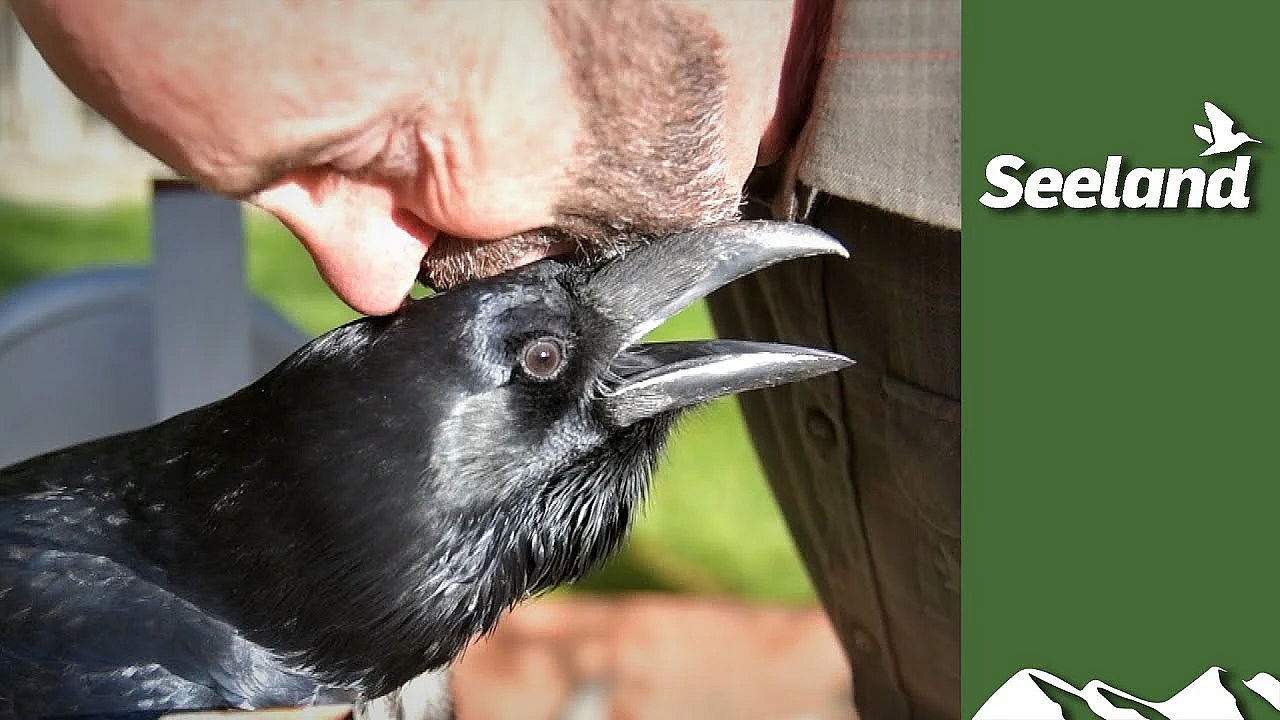 The Headkeeper, Part 1