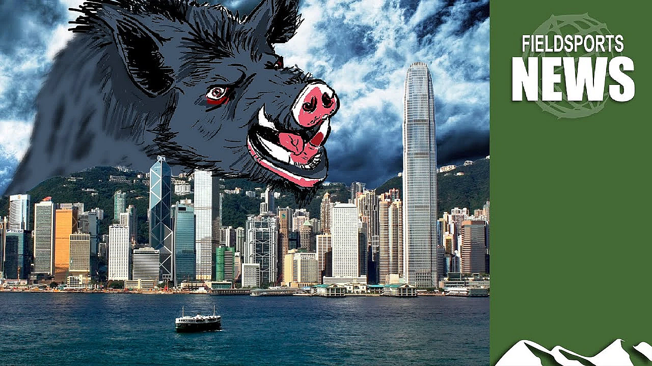 Aporkalypse Now: How Feral Hogs Are Over-running Hong Kong