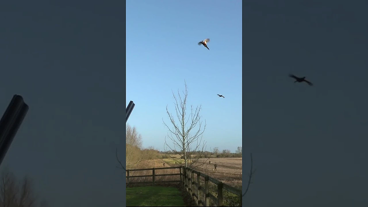 Dan Thor, Fred The Gamekeeper And A Troublesome Breeze  #fieldsports #hunting #fieldsportsbritain