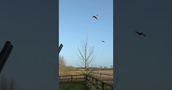 Dan Thor, Fred The Gamekeeper And A Troublesome Breeze  #fieldsports #hunting #fieldsportsbritain