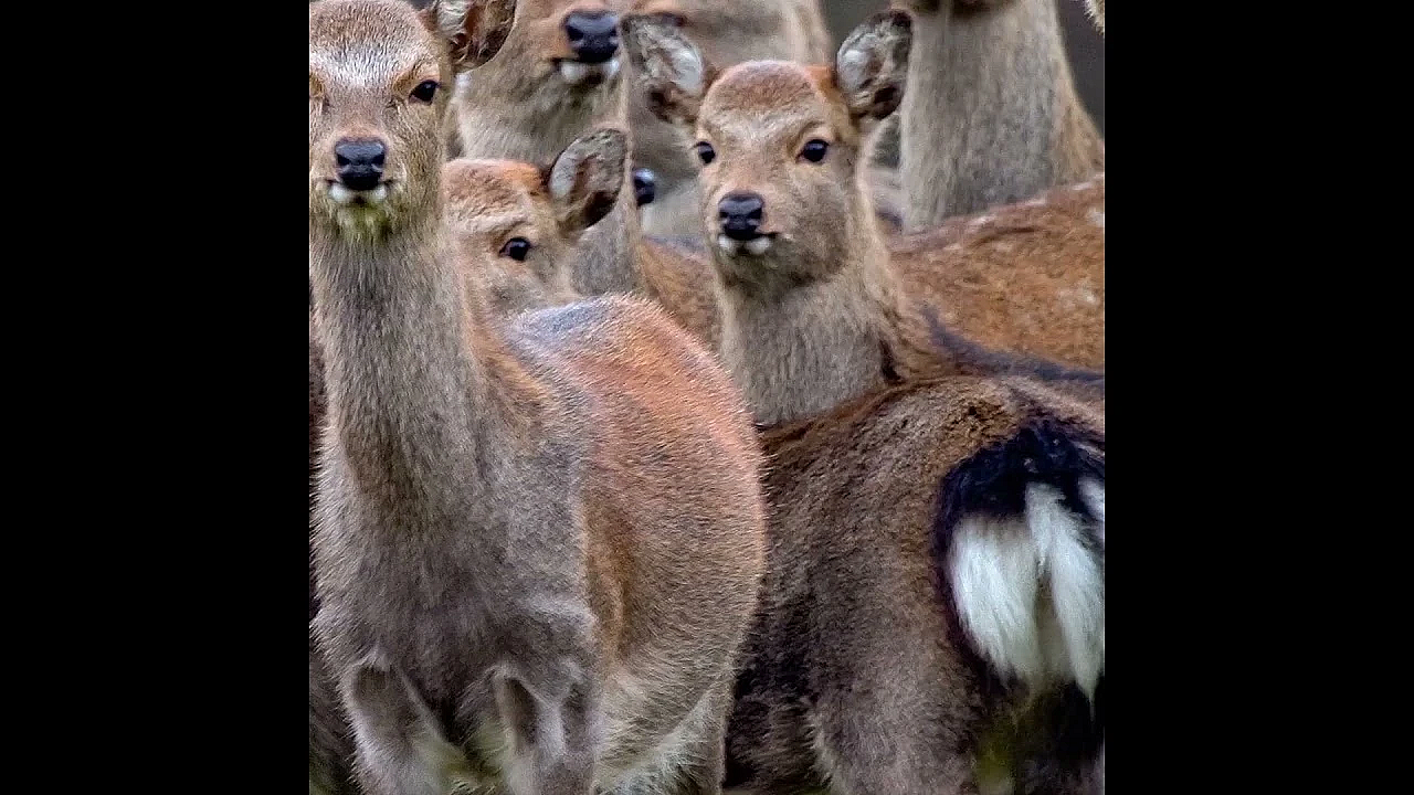 Danish parks seek exemption for their sika deer 🦌