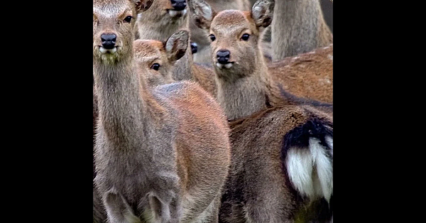 Danish parks seek exemption for their sika deer 🦌