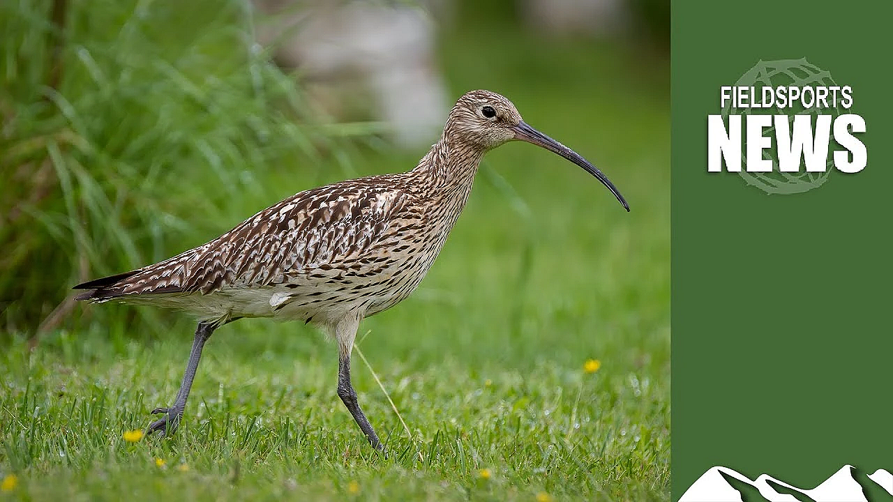 How Grouseshooting Is Saving Curlews