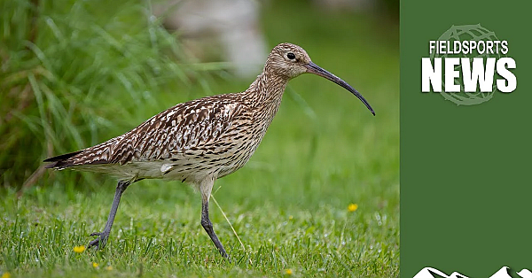 How Grouseshooting Is Saving Curlews