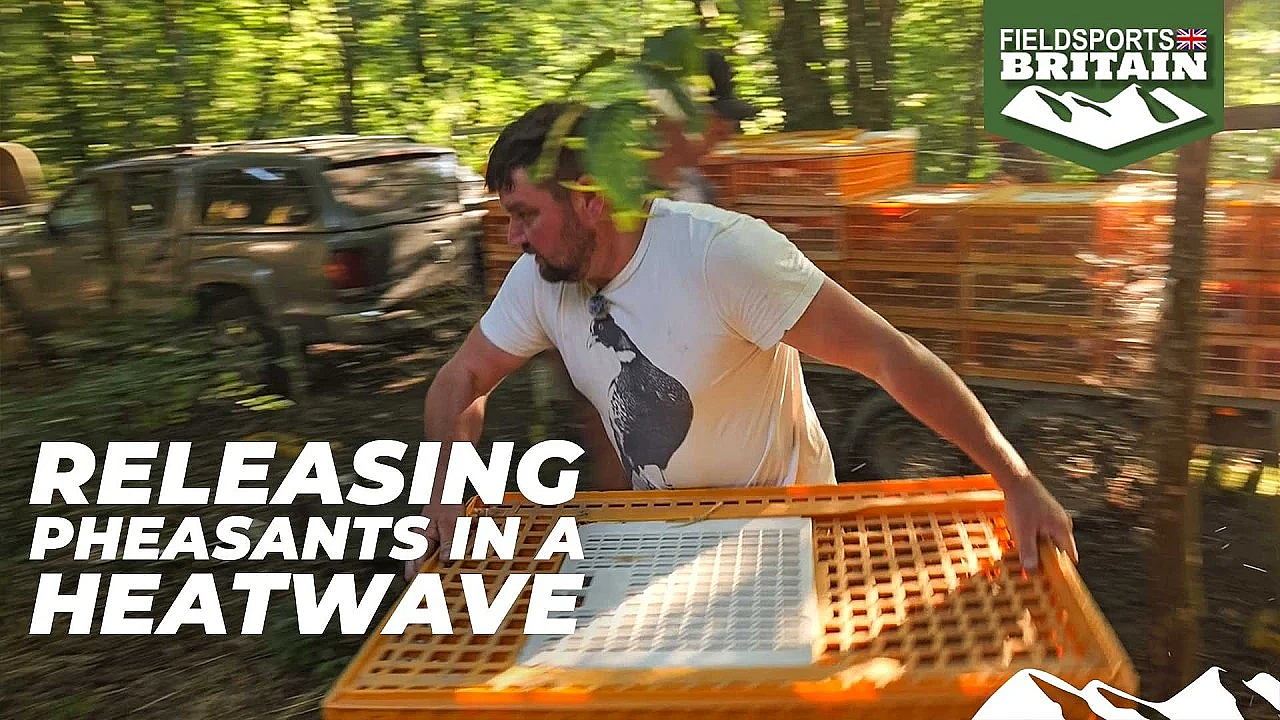 Releasing pheasants in a heatwave