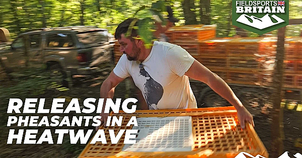 Releasing pheasants in a heatwave