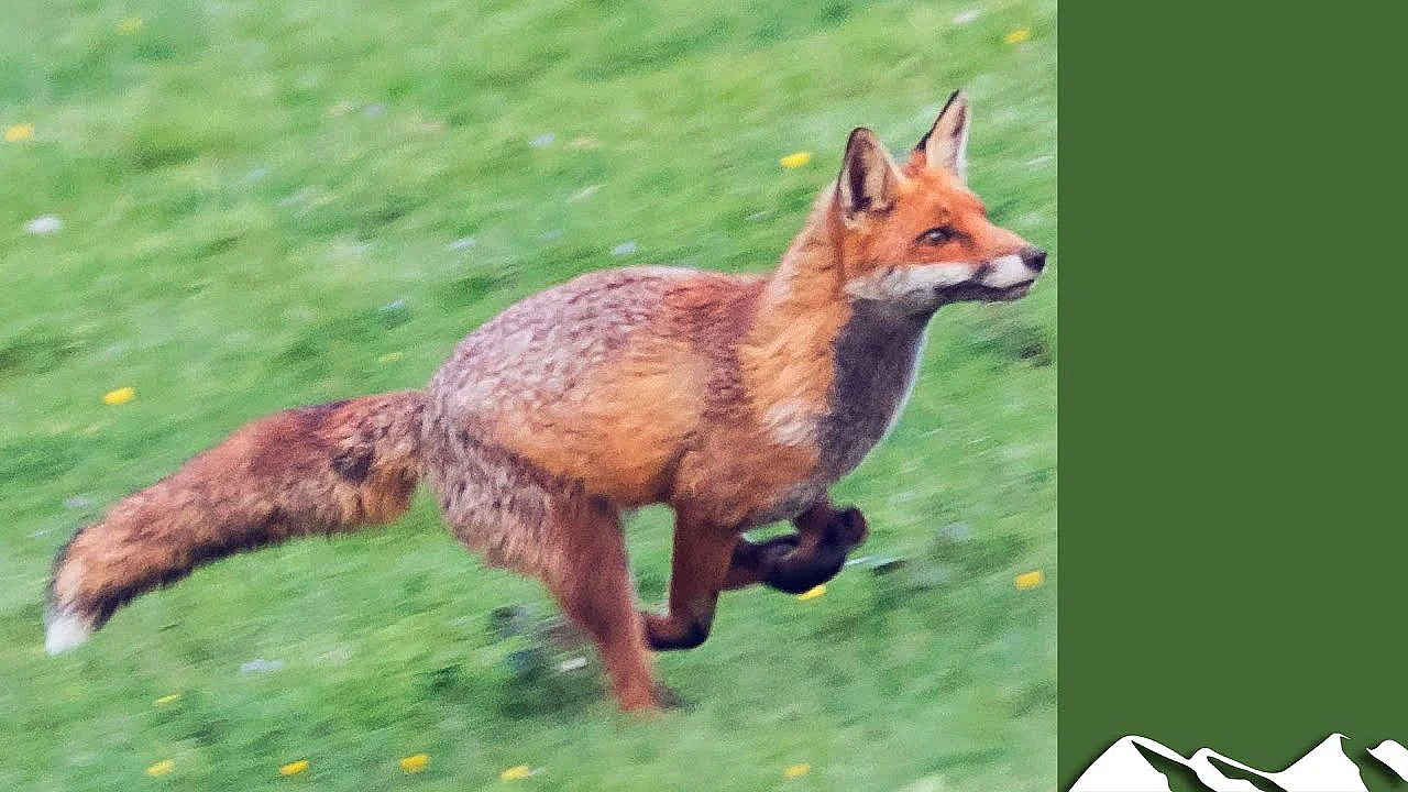 Knocking Over Foxes In Co Wexford