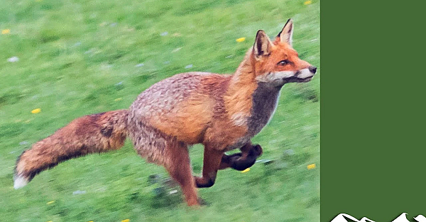 Knocking Over Foxes In Co Wexford