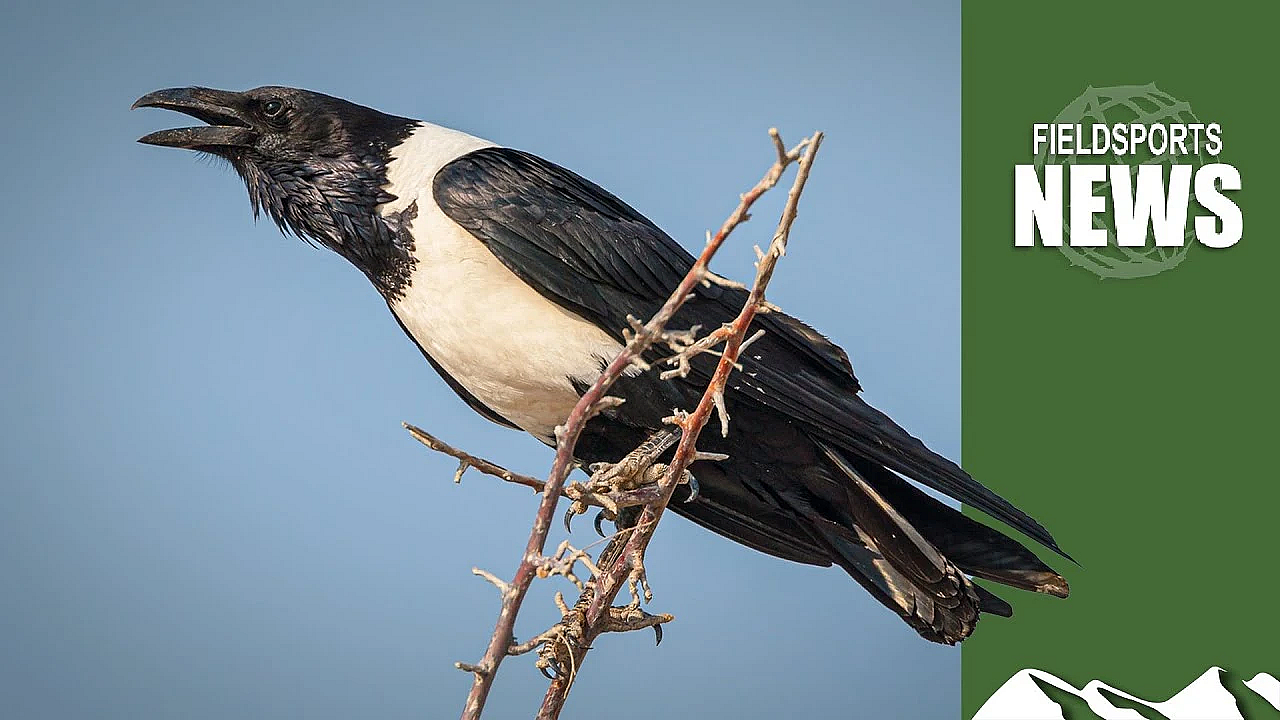 General Licences In England: The Smallprint