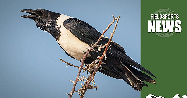 General Licences In England: The Smallprint