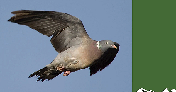 Why We Need The General Licences: A Farmer's Perspective, With Andy Crow