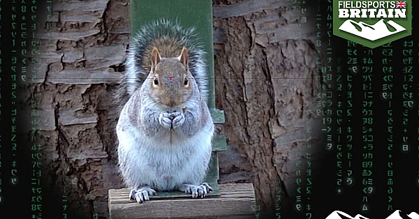 Shooting Squirrels With The High-tech Skout Evo Airgun