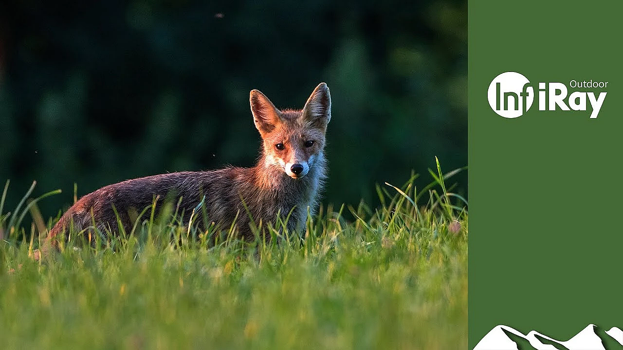 Foxshooting And A Limping Fallow