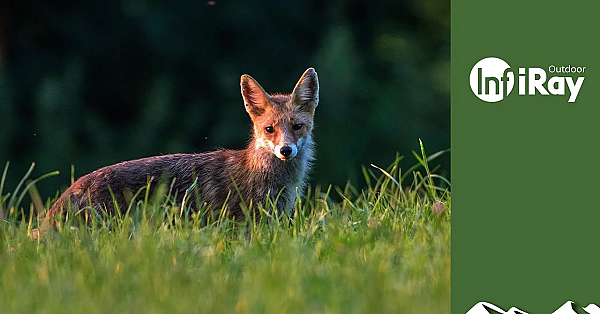 Foxshooting And A Limping Fallow