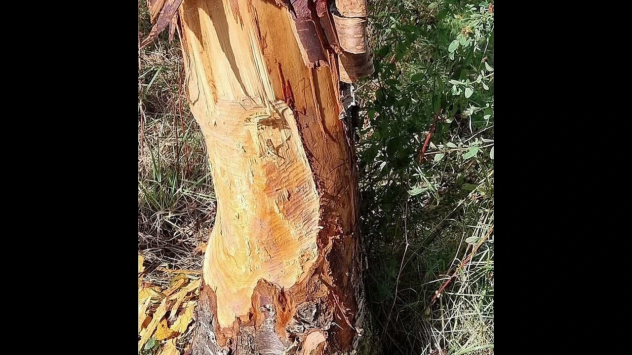 A woodland owner says beavers damaged trees he planted 23 years ago in a single night.