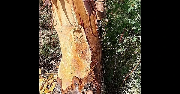 A woodland owner says beavers damaged trees he planted 23 years ago in a single night.