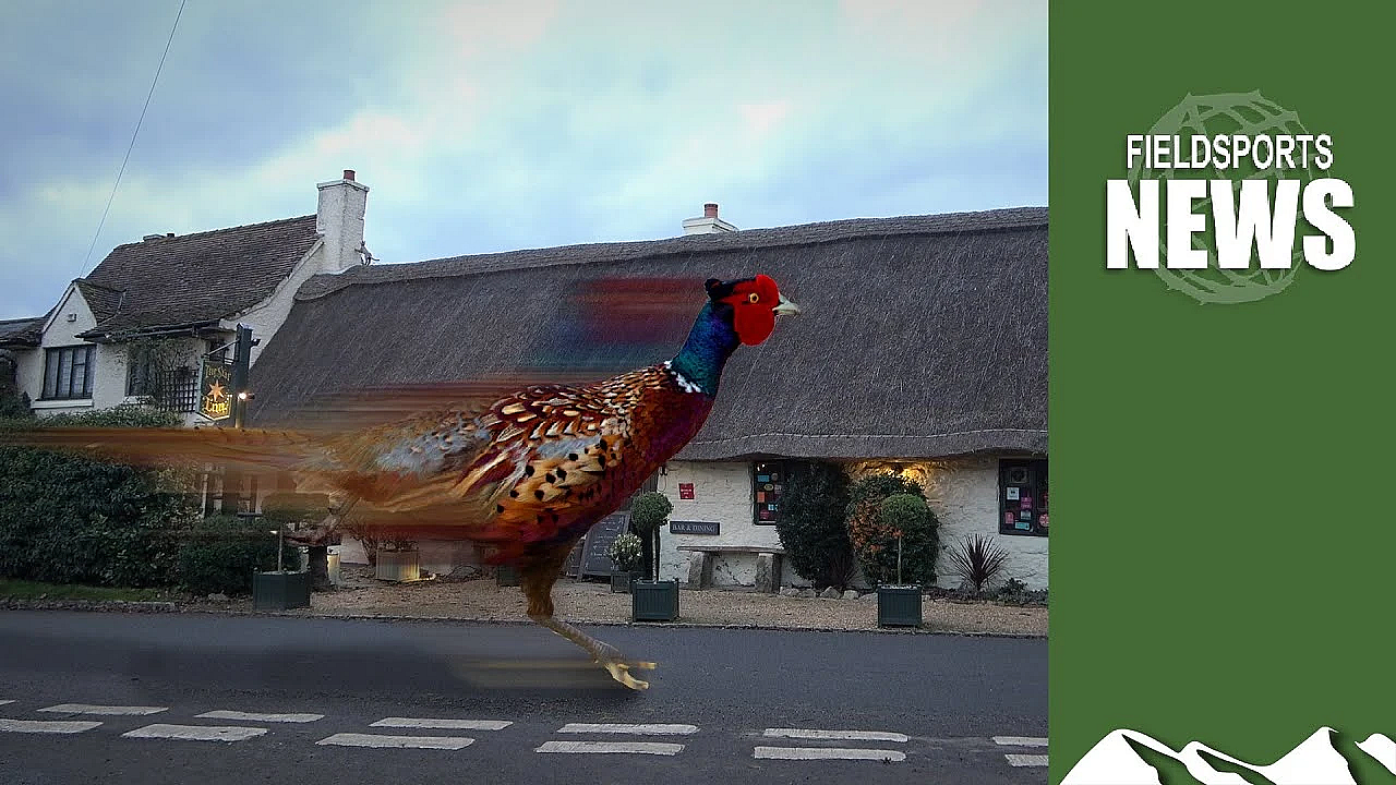 Game-changing Government Rules Could Take Pheasant Off Pub Menus