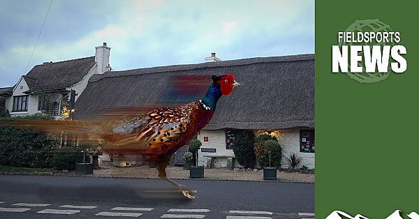 Game-changing Government Rules Could Take Pheasant Off Pub Menus