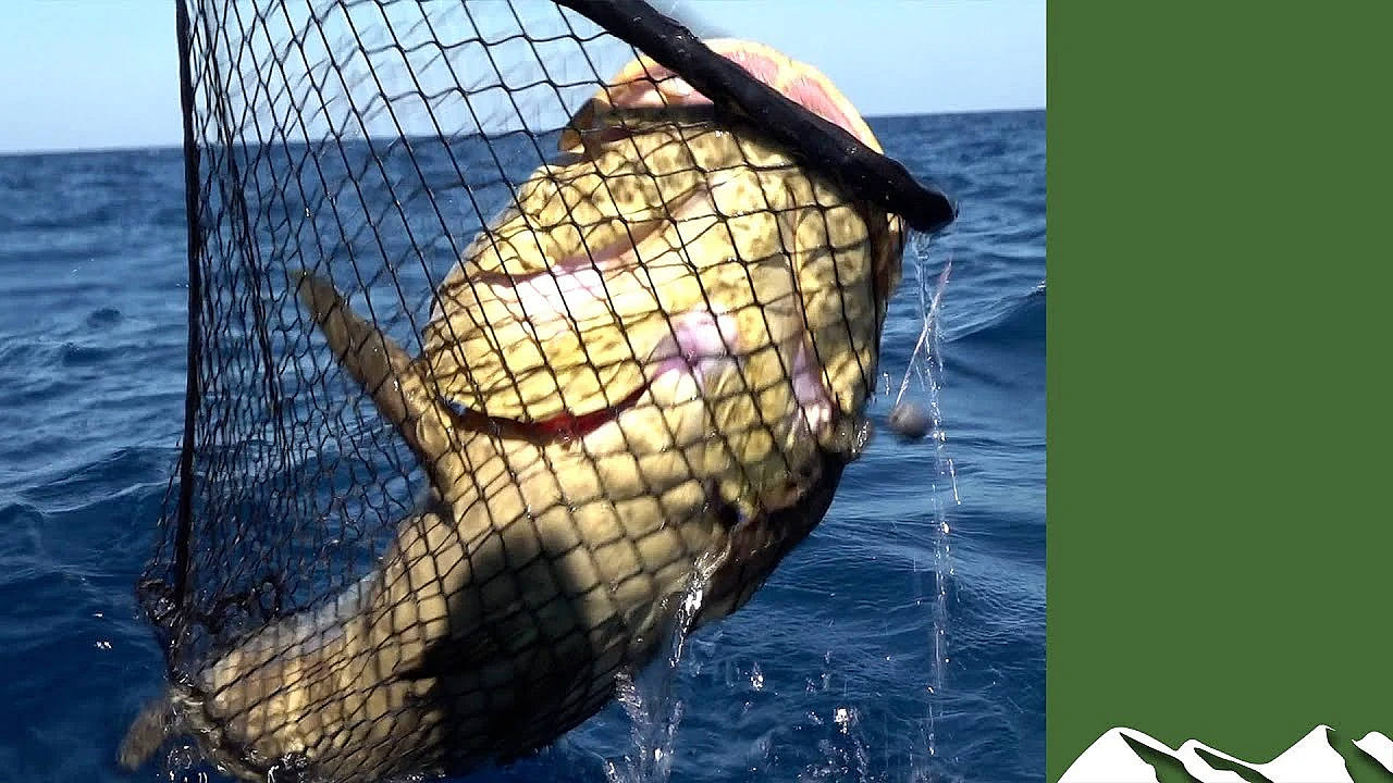 Goliath Grouper: Fishing The Big Bad Daddy