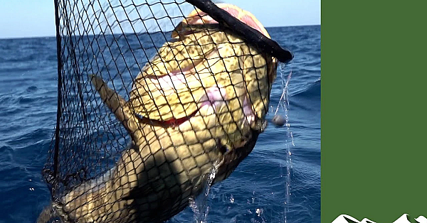 Goliath Grouper: Fishing The Big Bad Daddy