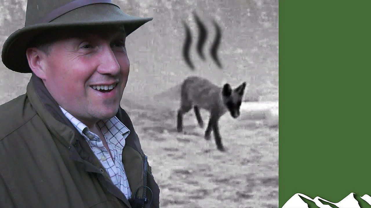 Roy's Foxes From A Hot Tin Roof