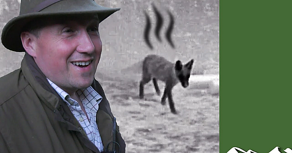 Roy's Foxes From A Hot Tin Roof