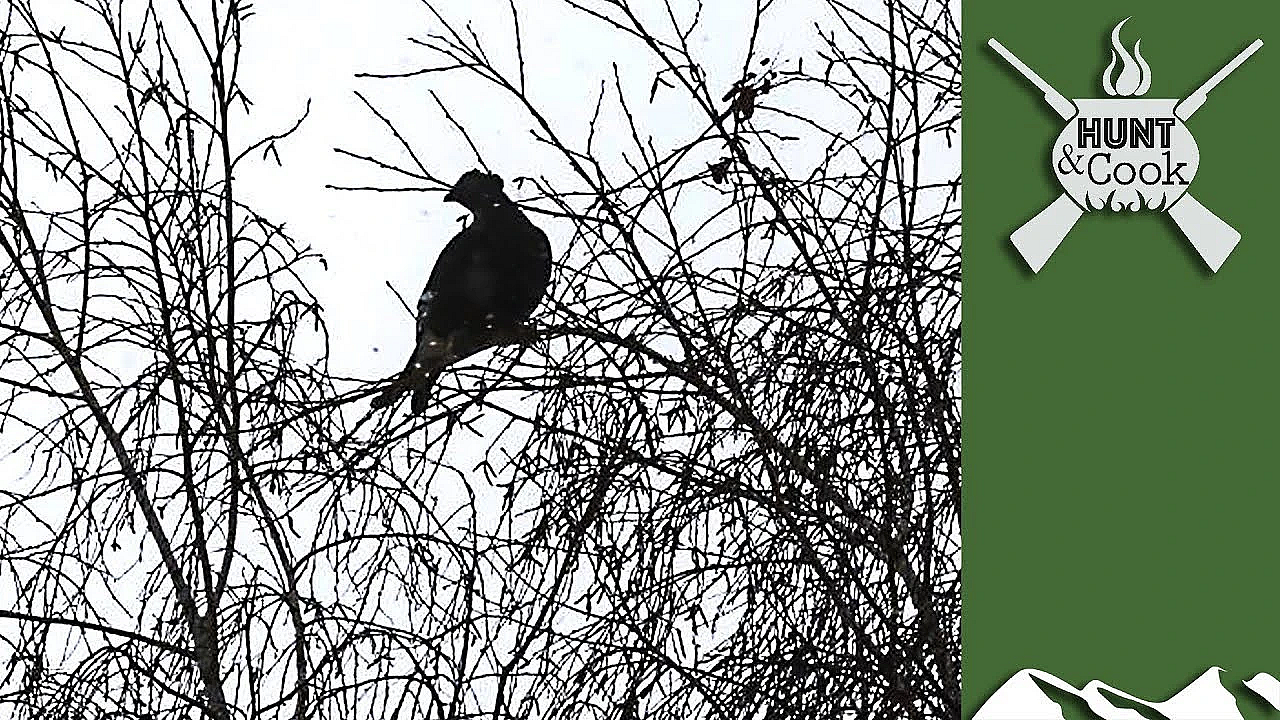 Treetop Black Cock Hunt