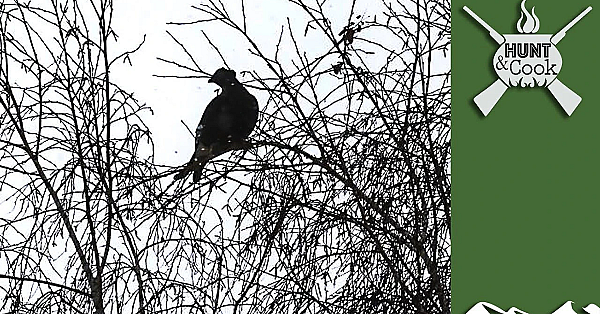 Treetop Black Cock Hunt