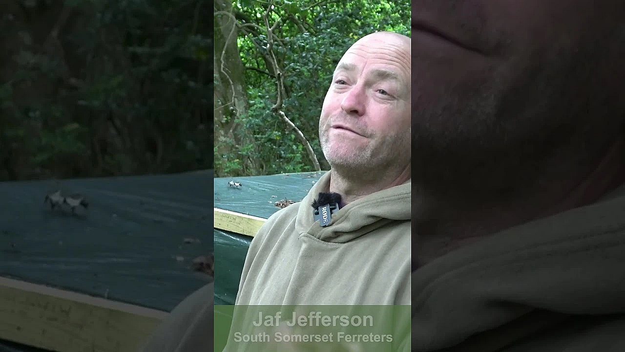 Grey Squirrel Tree Killers  #fieldsportsbritain #hunting #wildlife