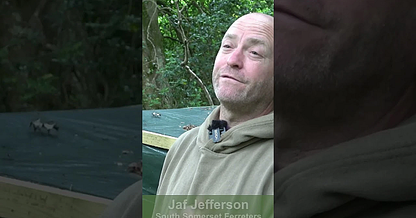 Grey Squirrel Tree Killers  #fieldsportsbritain #hunting #wildlife