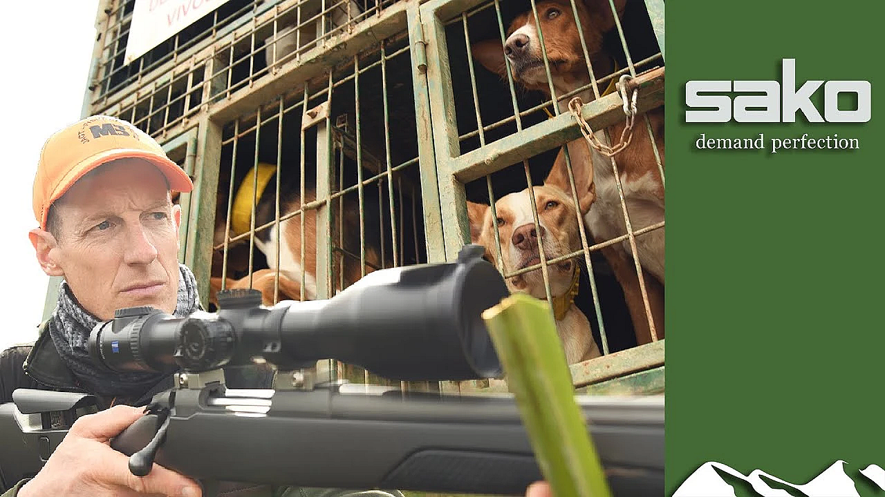 Wild Boar Montería Driven Hunt - Fast Action