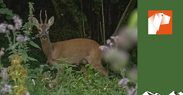 The Magic Of Roebuck Stalking
