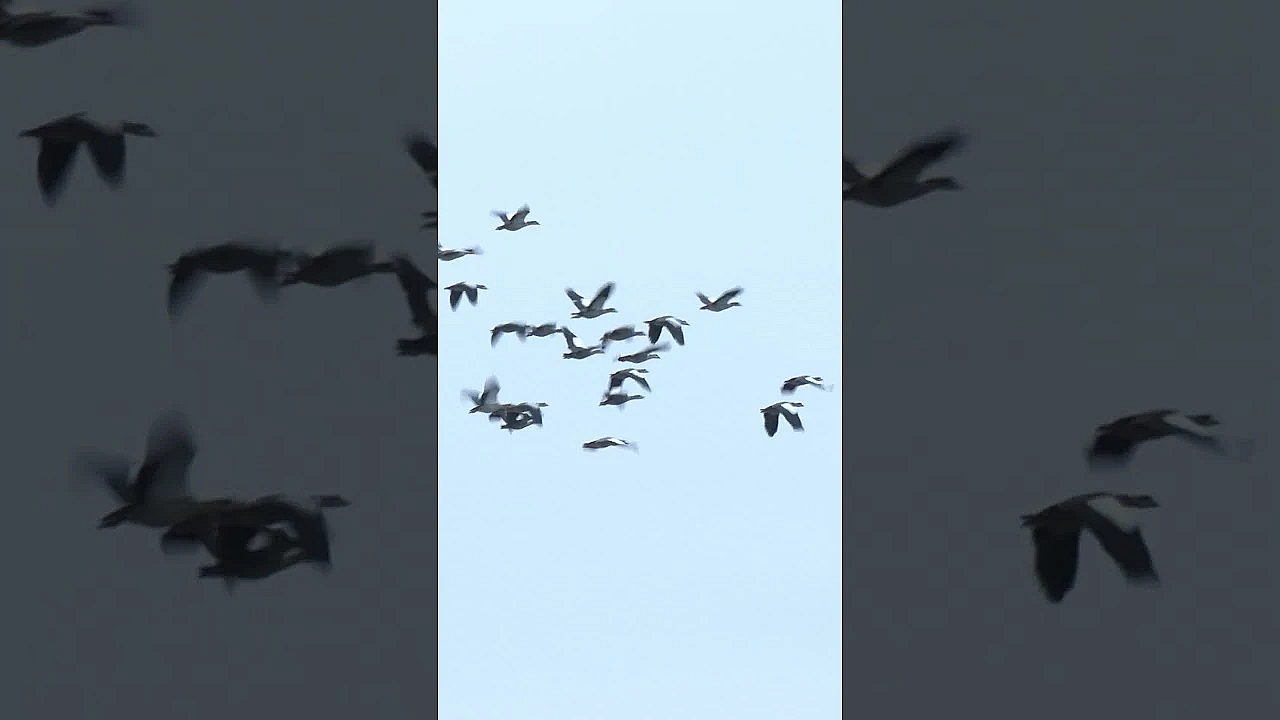Nailbiting Duck And Coot Shoot #wildfowling