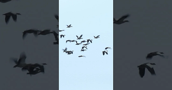 Nailbiting Duck And Coot Shoot #wildfowling