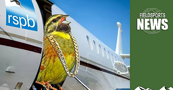 Rspb's £74,000 Cirl Buntings