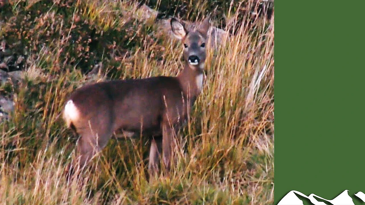 How To Assess Deer Fertility