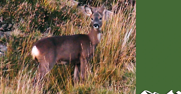 How To Assess Deer Fertility