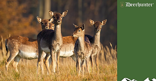 Deerstalking Innovation: Derek The Wind Gauge